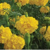 Tagetes erecta 'Savannah Gold' 